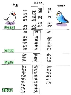 文鳥とセキセイの人間年齢表