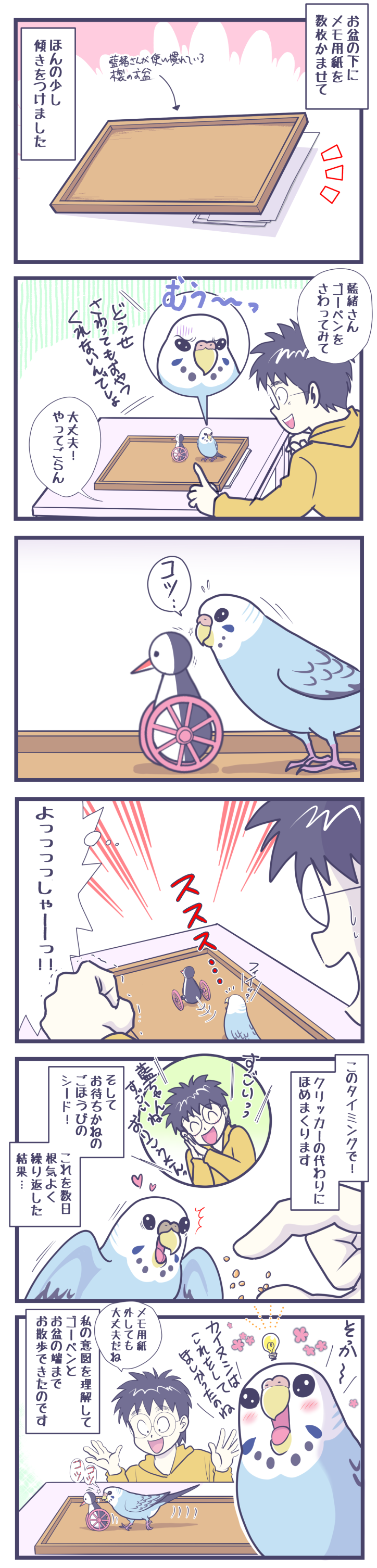 ゴーゴーペンギンの芸を覚えるセキセイインコ