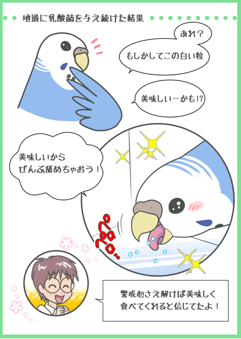 根気強く与え続けて、乳酸菌を食べてくれるようになったセキセイインコ