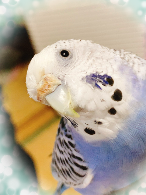6歳にして初めて腸内の様子が良いと褒められたセキセイインコ