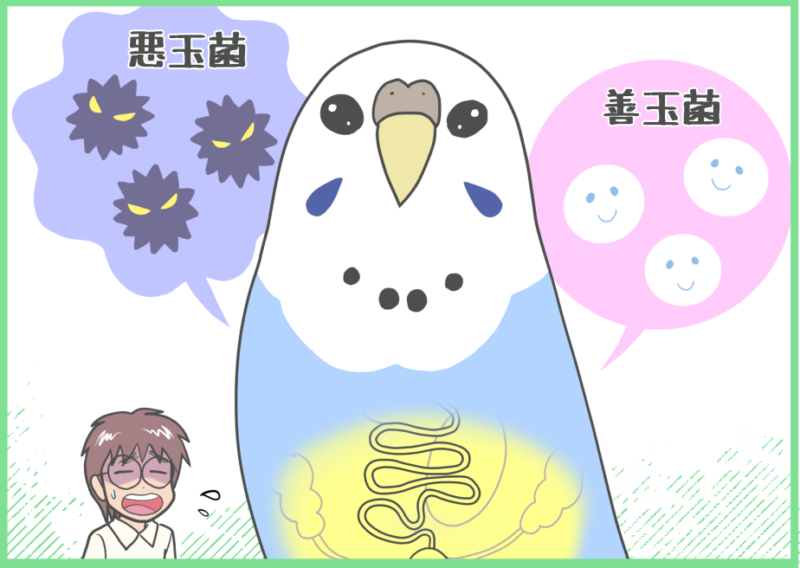 悪玉菌や善玉菌、セキセイインコの腸内環境を考える図