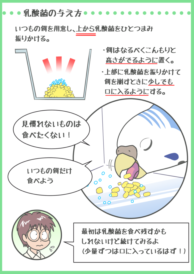 セキセイインコに乳酸菌を与える方法